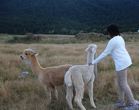 Alpacas