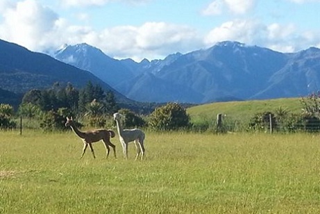 Alpacas