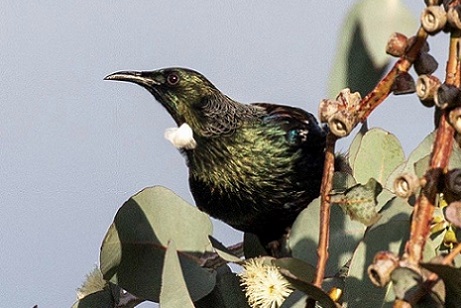 tui